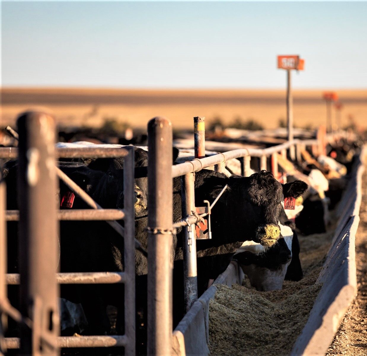 FL Cattle at Bunk Looking at Camera